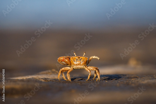 Low angle photo of Fiddler Crab on a muddy flat at Fort Island Beach, Florida