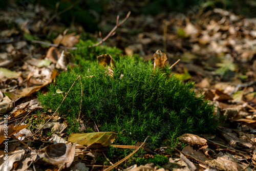 mushrooms in the forest