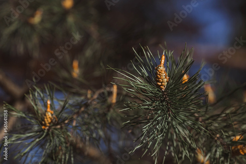 Green young pine cone on a tree at sunset  close-up. A pine branch with green needles and a coniferous cone in summer. Means of alternative medicine.