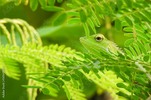 The chameleon is a species of tree lizard from the Agamidae tribe which is widespread in Indonesia