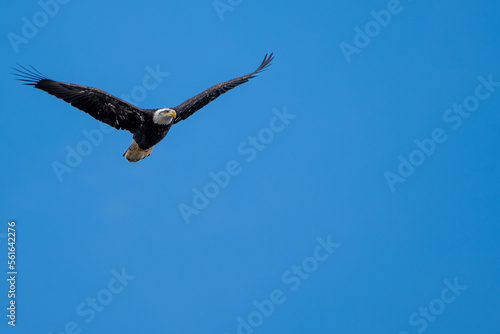 eagle in flight