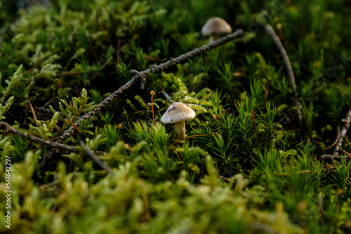 mushroom in the forest
