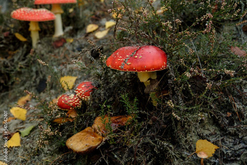 fly mushroom in autumn forest