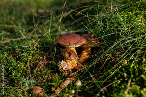 mushroom in the forest