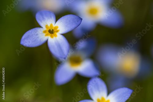 Beautiful Patch of Bluets Blooming Along the Blue Ridge Parkway © rck