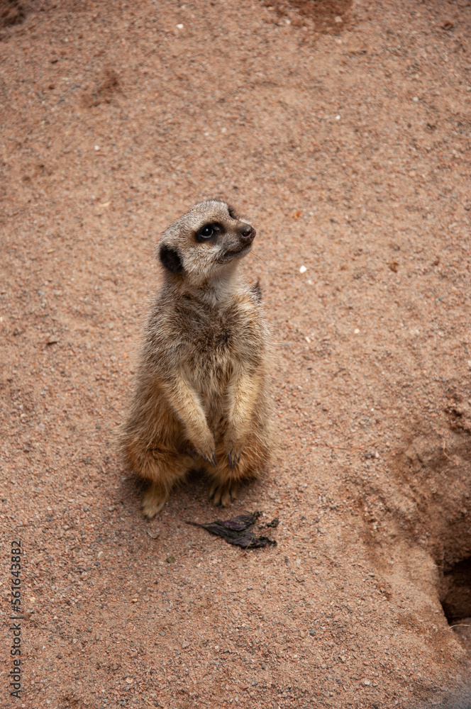 Fototapeta premium Cheerful meerkat sits on two paws.Cute meerkat.,meerkat on the lookout