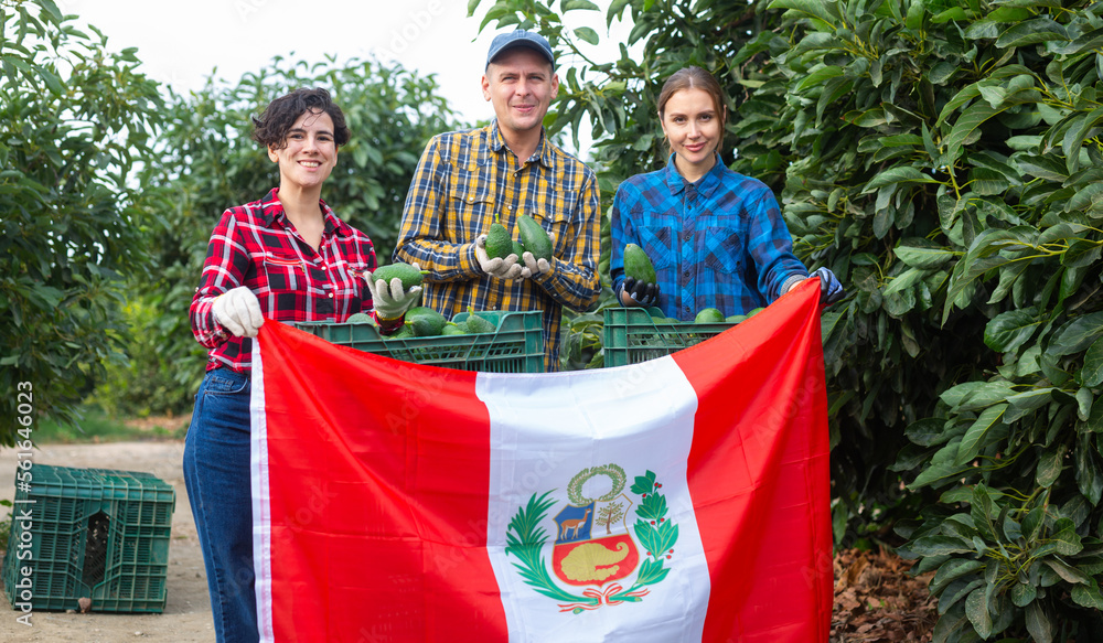 Smiling farmers holding Peru flag among avocado trees with crates full of fruit