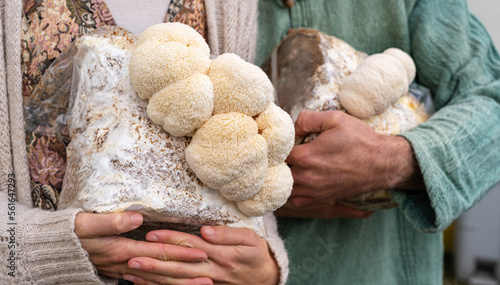 Close-up of farmers holding in hands grown medium with lion mane mushrooms. Healthy food. photo