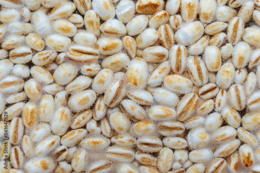 Koji barley, whole grain barley inoculated with spores of Aspergillus Oryzae