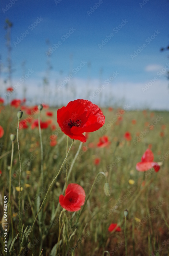 Fototapeta premium poppy in the field