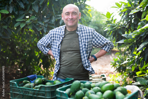 Portrait of happy man owner of farm standing with box of freshly picked avocados in garden during harvest photo
