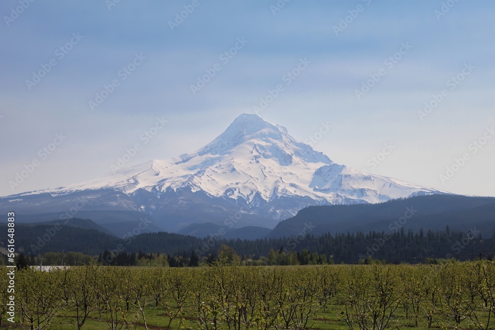 Obraz premium Majestic Mount Hood on a clear day: A Photogenic Beauty