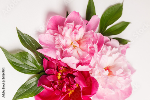 peony flowers on the white