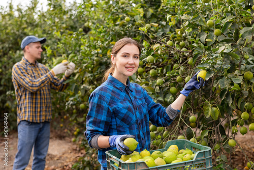 Принти на полотні Smiling female farmer holding branches of lemon tree with lemons, picking fruits