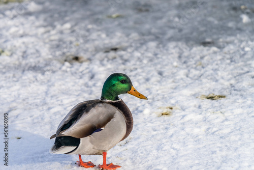 duck in snow