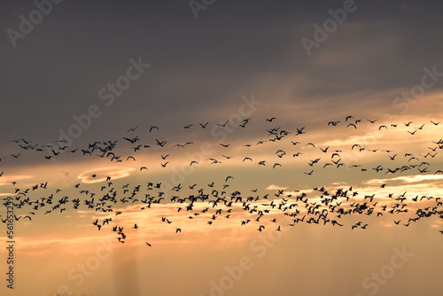 Flock of Geese © Steve