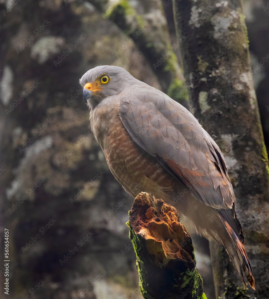 Fototapeta premium The roadside hawk (Rupornis magnirostris) in Corcovado National Park, Costa Rica