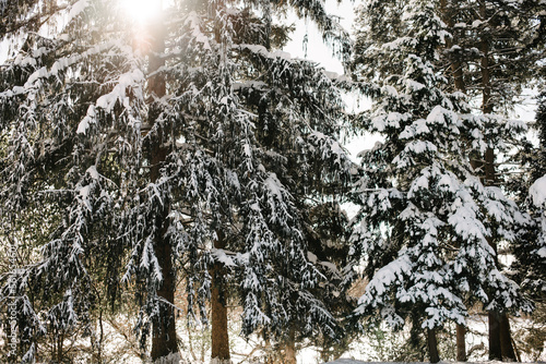 pine trees in winter 