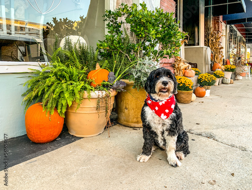 Dog in front of a flower shop with Autumn decorations