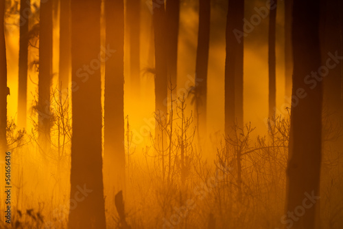 Golden Fog Woods 2