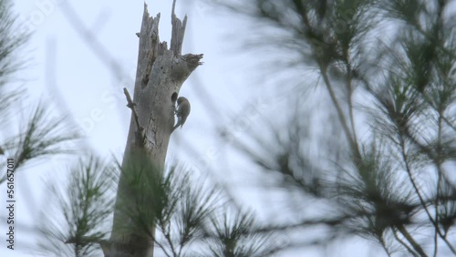 red headed woodpecker bringing foraged food such as insects back to its brood inside a nesting cavity in a dead standing tree at the edge of a pine savannah photo