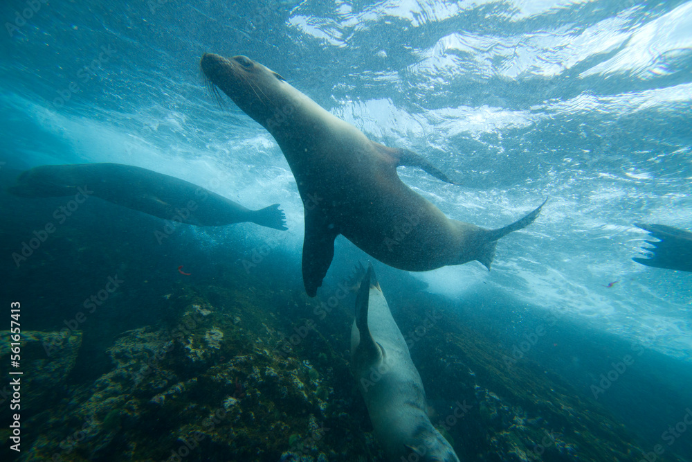 Life on Galapagos Island, Ecuador. Life on Galapagos Island, Ecuador.