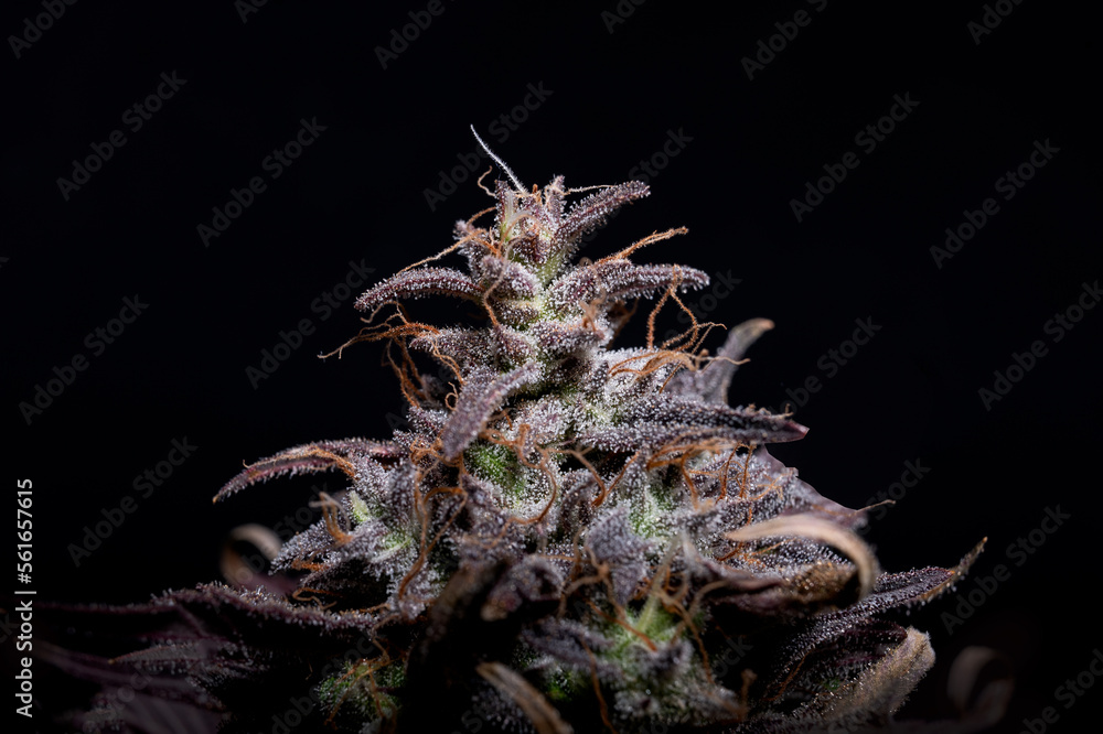 American cannabis genetics, bud on a black background American cannabis genetics, bud on a black background