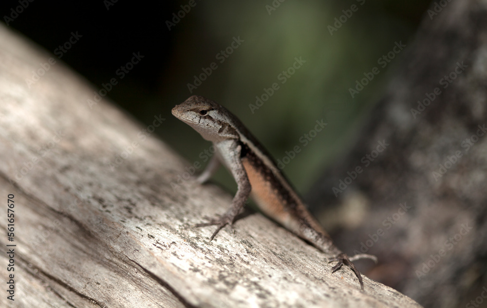 A small lizard sunbathes in the Mayan city of Coba, Yucatan Peninsula, Mexico A small lizard sunbathes in the Mayan city of Coba, Yucatan Peninsula, Mexico