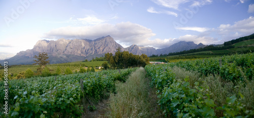 A wine vineyard below the Drakenstein mountains in the Banhoek Valley, near Stellenbosch, South Africa. photo