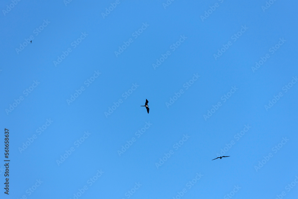 Low angle view of flying Fregata magnificens, Costa Rica Low angle view of flying Fregata magnificens, Costa Rica