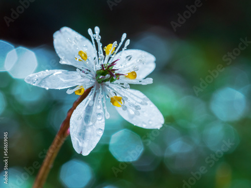 梅花オウレンと雨水の輝き