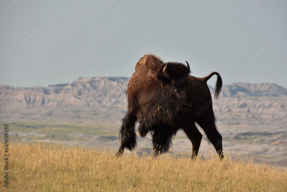 Buffalo Standing on a Butte Above a Valley