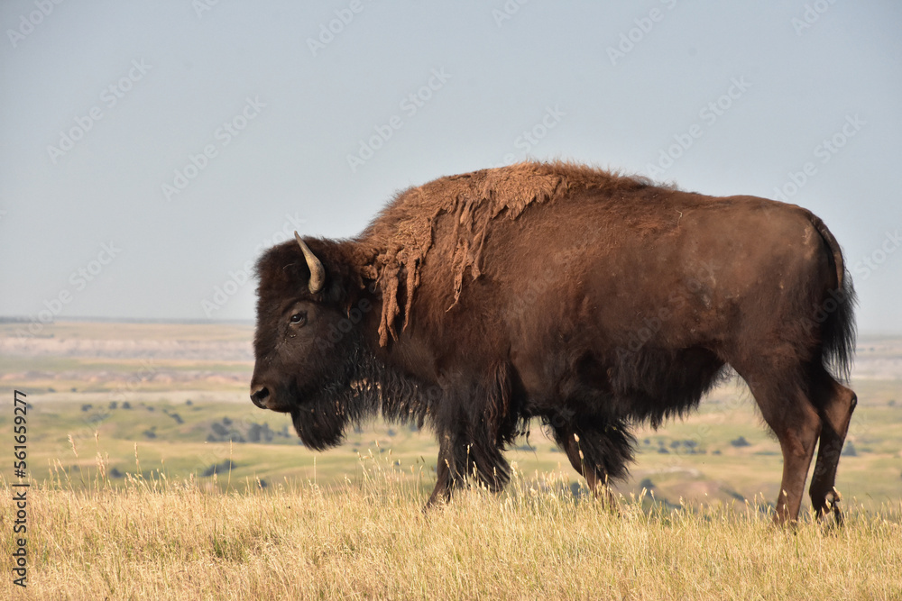Buffalo Wandering on the Range in South Dakota
