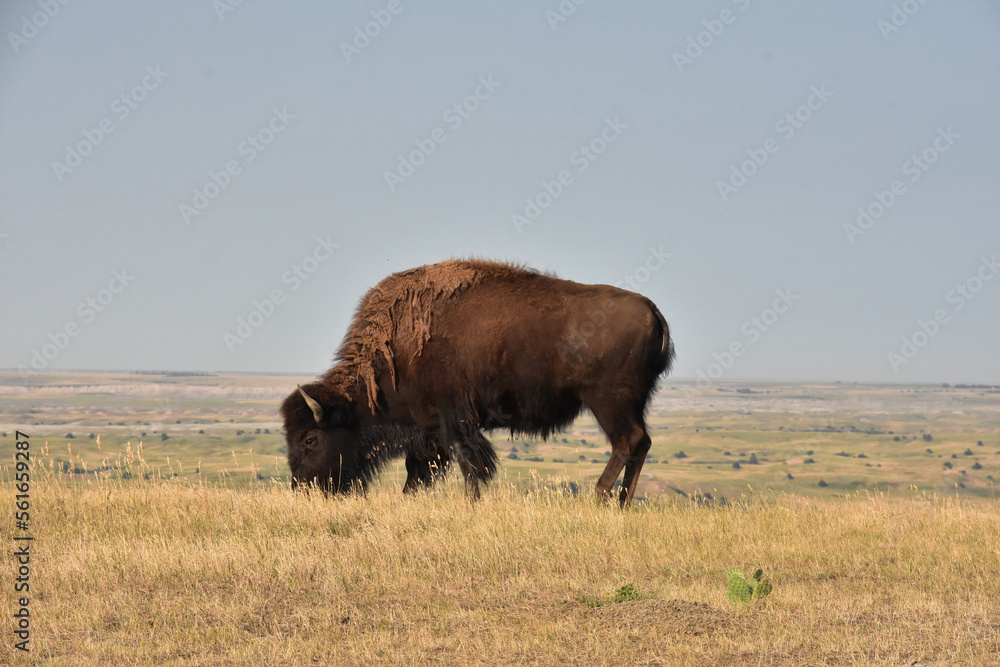 Buffalo Grazing on Prairie Grasses in South Dakota