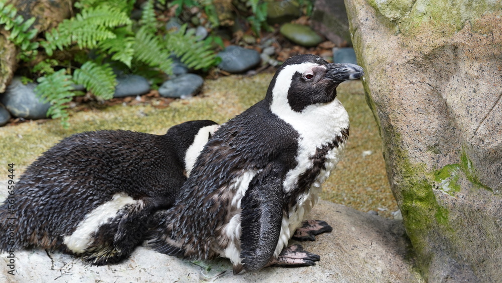 Obraz premium JackassPenguin|AfricanPenguin|Spheniscus demersus|斑嘴環企鵝|南非企鵝