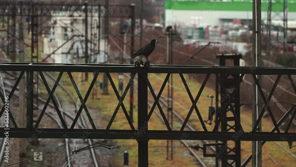 black raven walking on the metal railway structure black raven walking on the metal railway structure