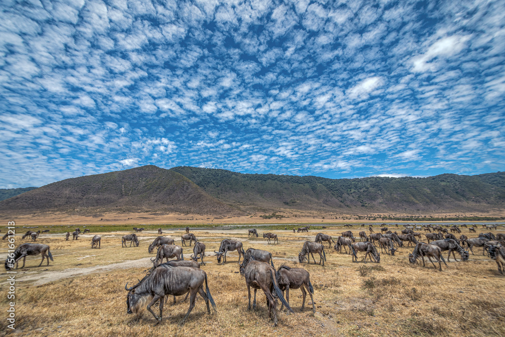 herd of wildebeest in serengeti national park country herd of wildebeest in serengeti national park country