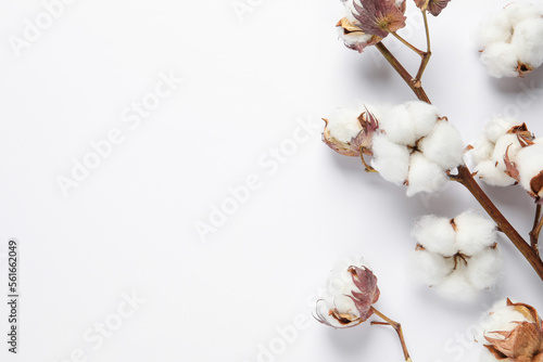 Dry cotton branch with fluffy flowers on white background, flat lay. Space for text