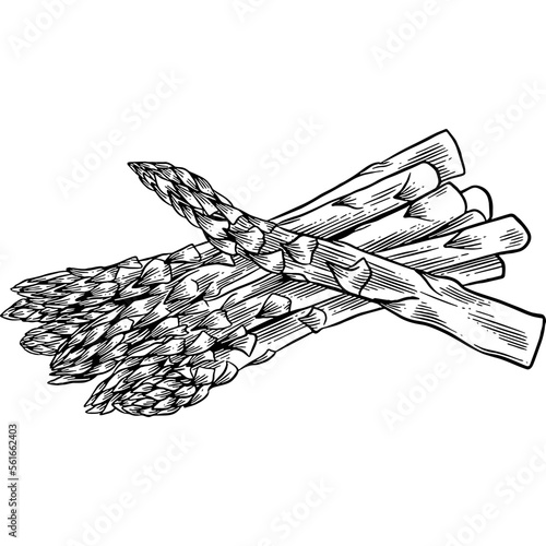 Hand drawn Asparagus Sketch Illustration