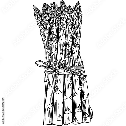Hand drawn Bunch of Asparagus Sketch Illustration