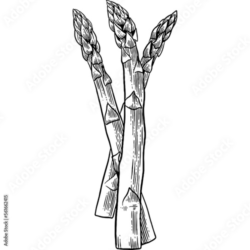 Hand drawn Asparagus Sketch Illustration
