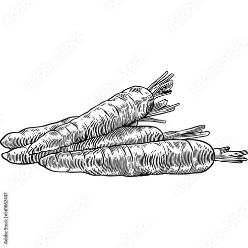 Hand drawn Carrots Sketch Illustration