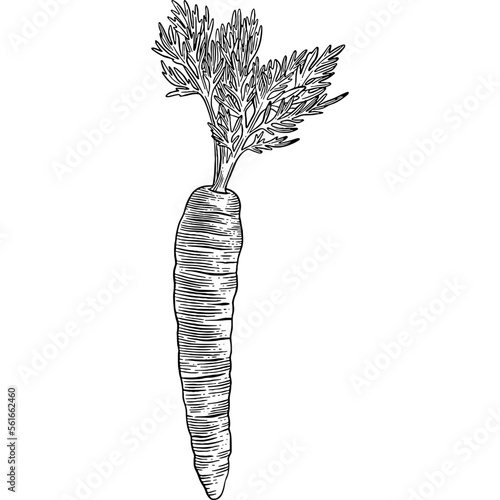 Hand drawn Carrot Sketch Illustration