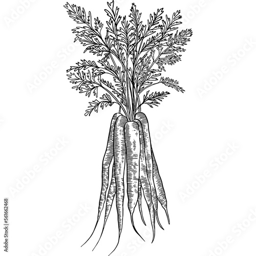 Hand drawn Bunch of Carrots Sketch Illustration