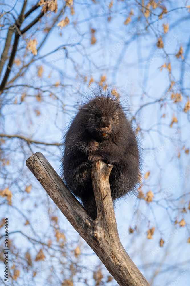 Porcupine Porcupine