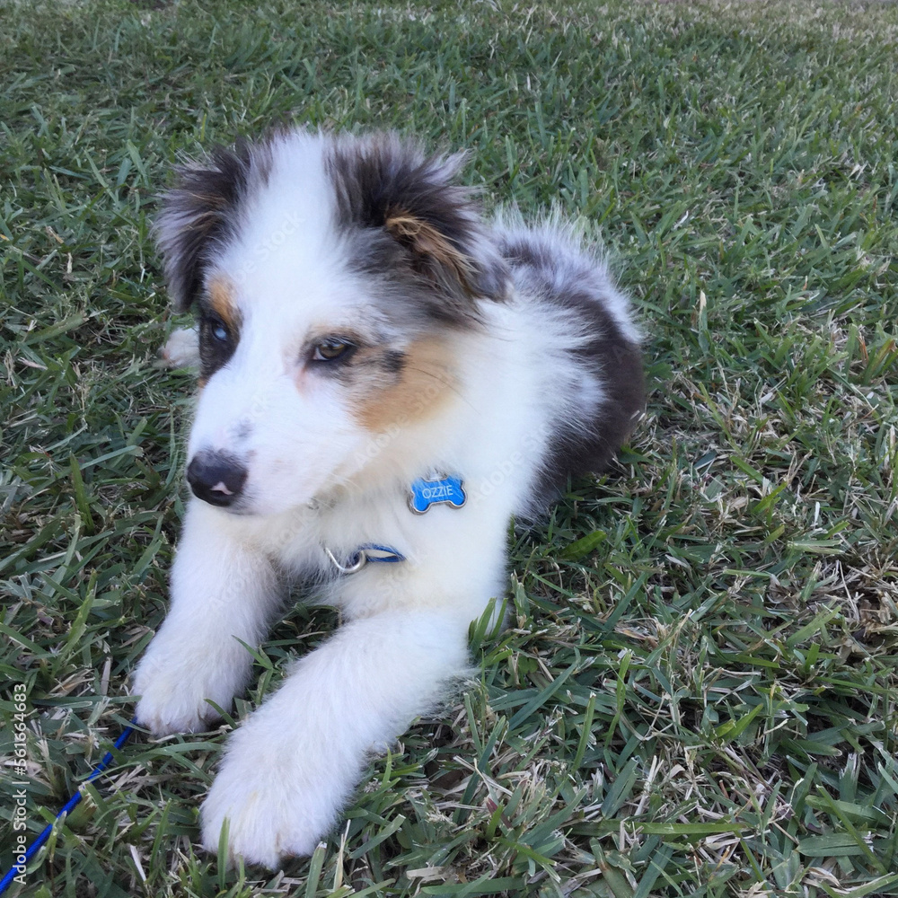 Fototapeta premium Australian Shepherd puppy