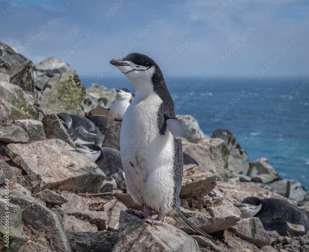 Naklejka premium antarctic penguin standing flapping on rocks