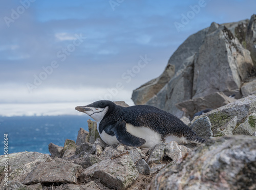 Antarctic penguin lying on rocks looking at the horizon