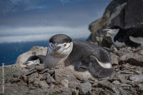 Antarctic penguin lying on rocks looking at the camera