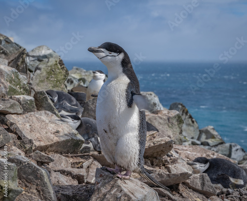 antarctic penguin standing flapping on rocks